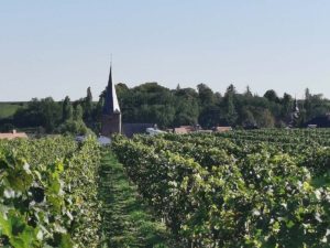 Blick über die Weinberge