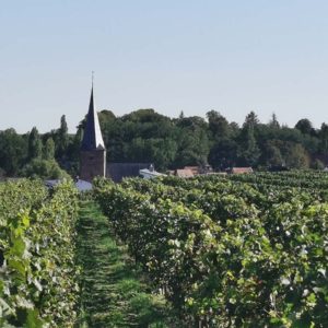 Blick über die Weinberge