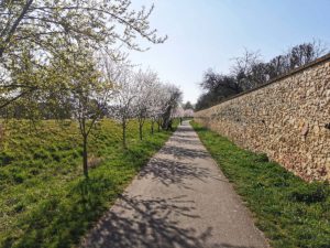 Mandelbäume blühen