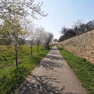 Mandelbäume blühen